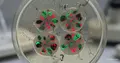 Fragmentace mitochondrií: role Drp1 v adaptaci na tabákový stres