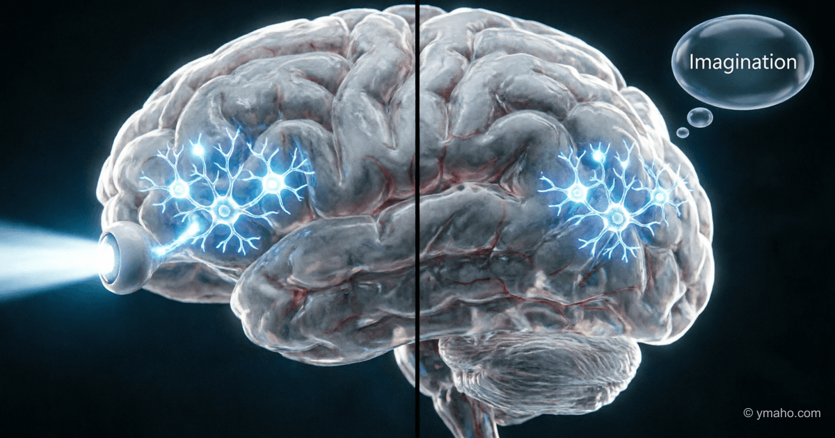 Imagination and vision neurons turned out to be the same