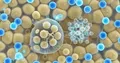 Mechanismus spojení obezity s chronickým zánětem: role NLRP3
