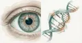 Targeted therapy for Usher syndrome 1B: new data on AAVB-081