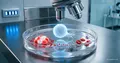 Blood cells created from stem cells in the laboratory