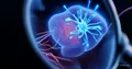 Neuronen-Transplantation bei Schlaganfall: ein Durchbruch bei Mäusen