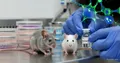 Mianserin: el tratamiento de la progeria aumentó la esperanza de vida