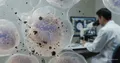 Mechanismus adaptace plicních buněk na tabákový kouř: role NRF2
