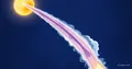 Interstellarer Komet 3I/ATLAS zeigt fremdartige Chemie